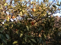 мандариновый сад