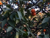 мандариновый сад