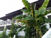 Лдзаа (Лидзава), Гостевой дом «Маяк» Ул. Рыбзаводская, 83