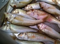 Гостевой дом «Маяк» фото 13