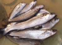 Гостевой дом «Маяк» фото 14