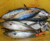 Гостевой дом «Маяк» фото 15