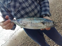 Гостевой дом «Маяк» фото 16