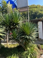 Мини-отель «Бамбучо» фото 29