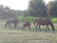 Сухум, Частный дом 13 проезд Братьев Эзугбая, 5 13 Проезд Братьев Эзугбая, 5