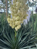 Гечрипш, ул. Приморская, 40