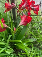 Гечрипш, Гостевой дом на Приморской, 40 ул. Приморская, 40