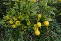 Ароматные лимоны