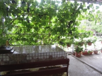 Зона отдыха-столики,диваны в виноградной беседке
