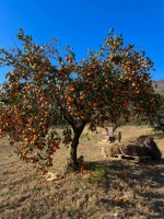 Эко-коттедж «Домик в деревне» фото 18