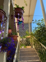 Гостевой дом «Цветок Абхазии» фото 6