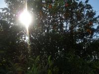 Апельсины в саду