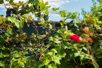 Гостевые домики «Листва» фото 16