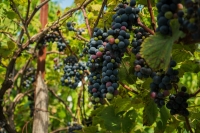 Гостевые домики «Листва» фото 18