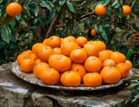 Новый год в Абхазии