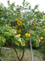 Тонкокожие лимоны в саду, урожай дают три раза в год 