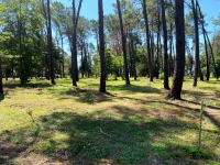 Гостевой дом «Сосновая роща» фото 7