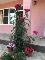 Мини-гостиница «Фламинго» фото 9