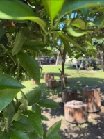 Частный сектор г. Пицунда, ул.Фабричная, 20а. Под ключ!!! фото 6