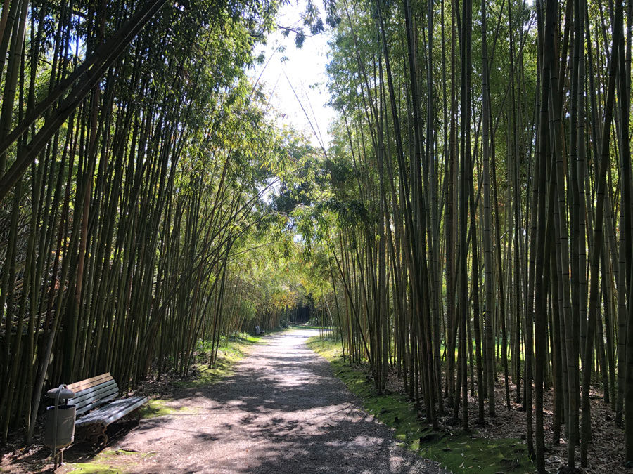 Бамбуковая аллея в ботаническом саду Сухума