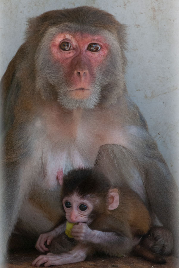 мама обезьянка с детенышем в сухумском обезьянем питомнике