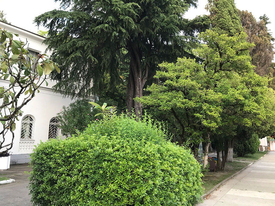 Богатая растительность даже в городах Абхазии